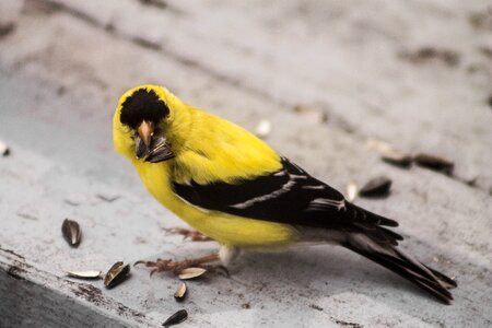 Yellow canada quebec