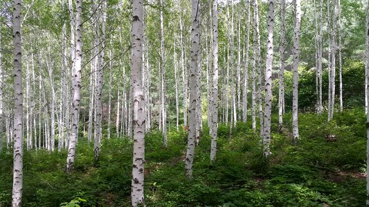 Forest spring nature