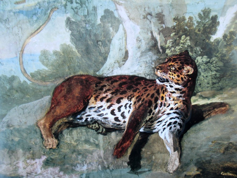 Oudry Étude de léopard