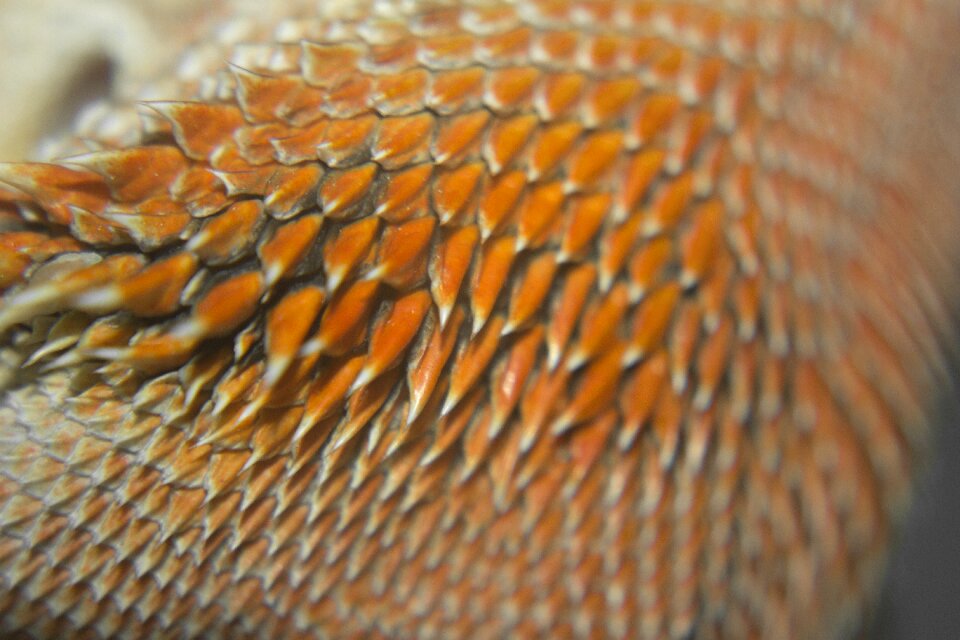Bearded dragon animals texture