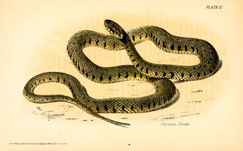 Our reptiles and batrachians; a plain and easy account of the lizards, snakes, newts, toads, frogs and tortoises indigenous to Great Britain (1893) (14598360788)