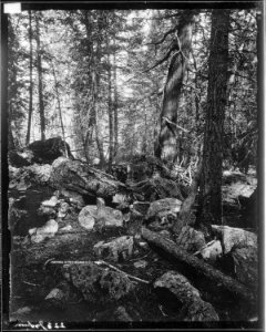 Our trail in the West Gallatin Canyon. Gallatin County, Montana. - NARA - 516832