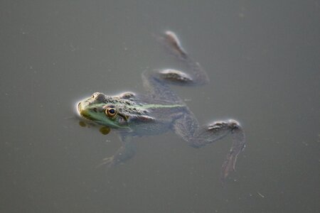 Water swamp pond