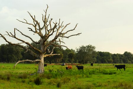 Animals cows grass