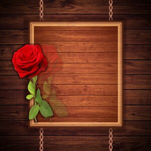 Background reason red rose