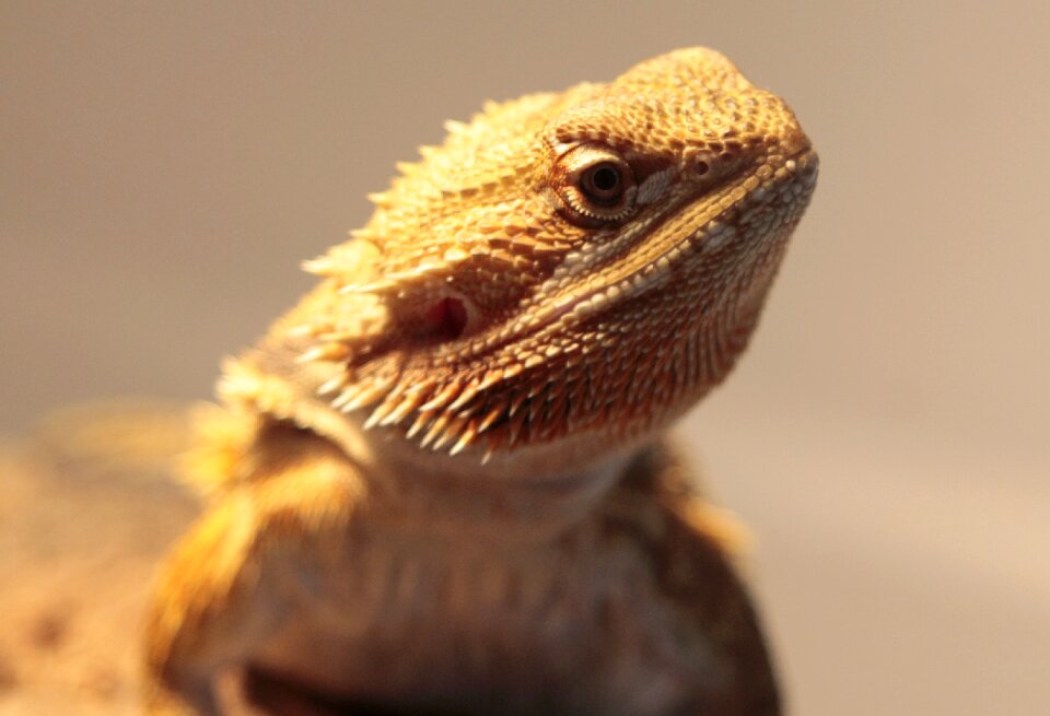 Reptile bearded dragon animals