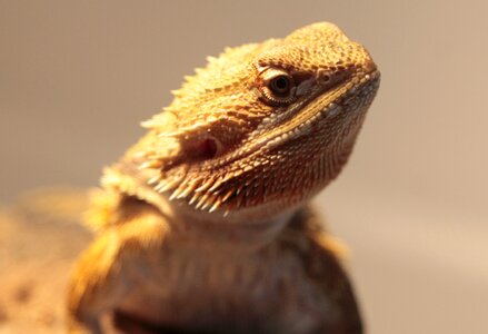 Reptile bearded dragon animals