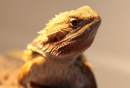 Reptile bearded dragon animals photo