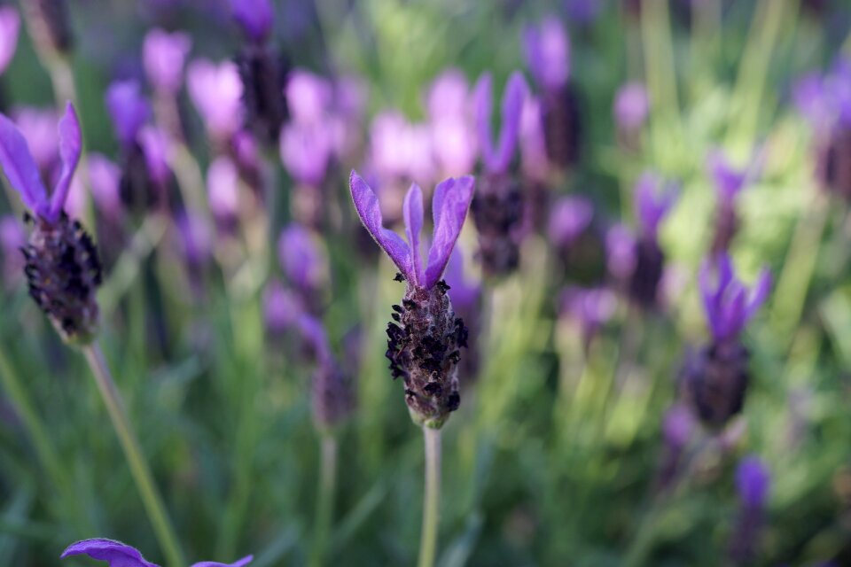 Sunshine natural aromatherapy
