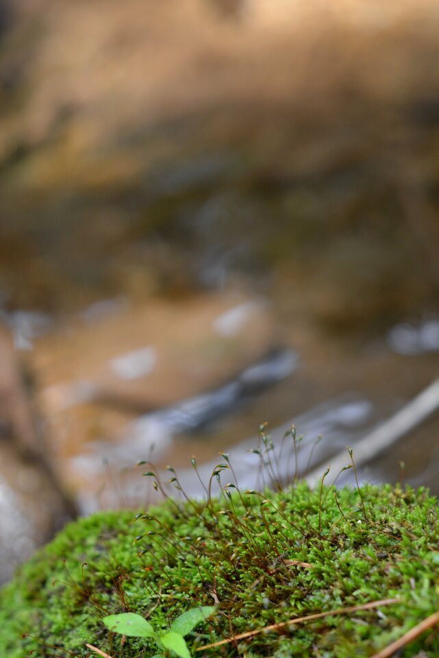 Streams mountain forest