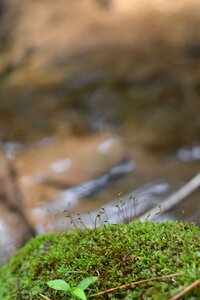 Streams mountain forest