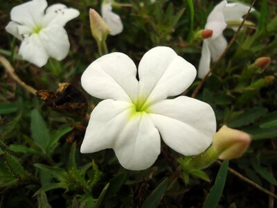 Indigenous botany wild