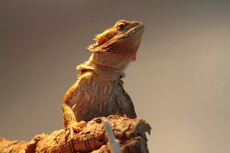 Reptile bearded dragon animals photo