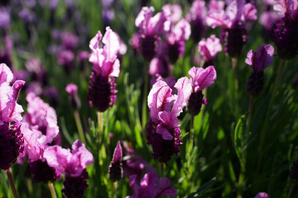 Sunshine natural aromatherapy