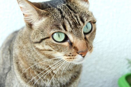 Cat face eyes feline