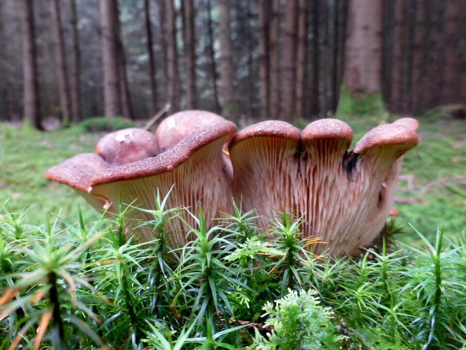 Disc fungus brown forest