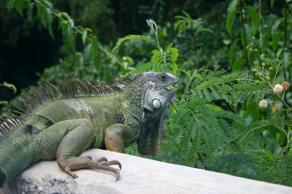 Caribbean reptile nature