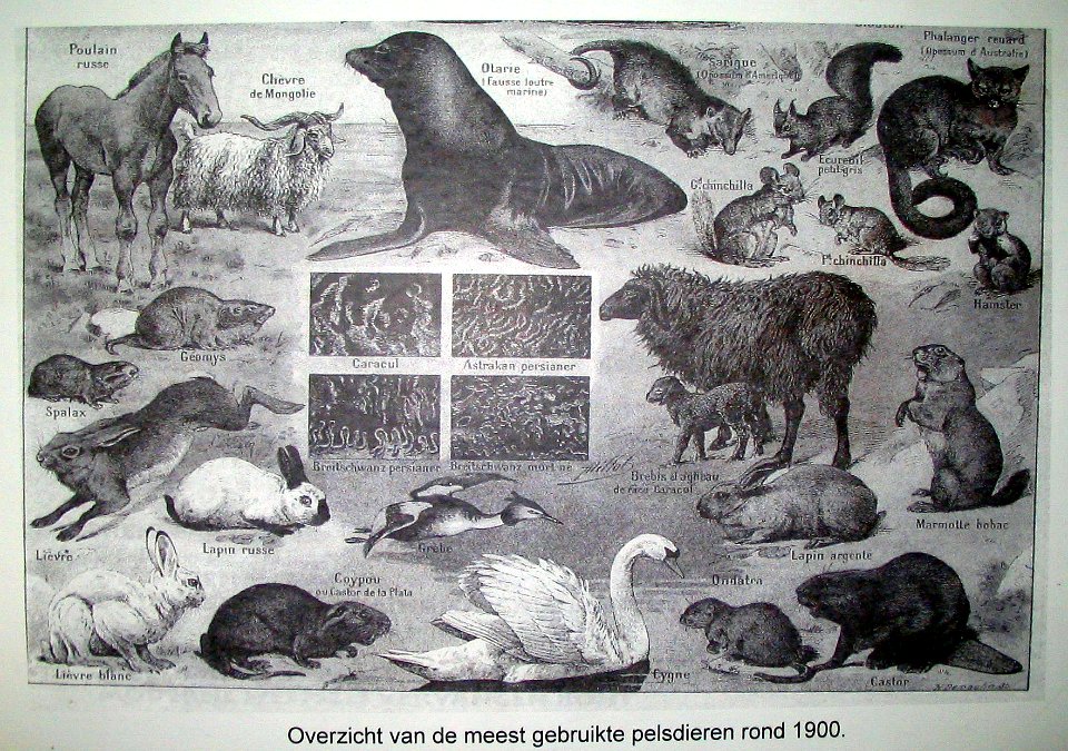 Overzicht van de meest gebruikte pelsdieren rond 1900 (2)
