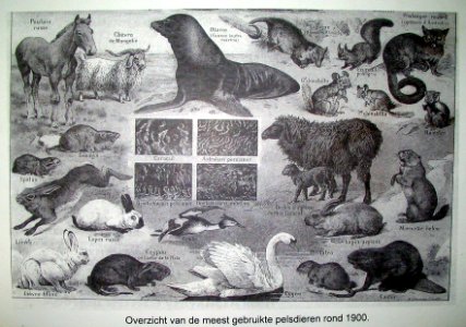 Overzicht van de meest gebruikte pelsdieren rond 1900 (2)
