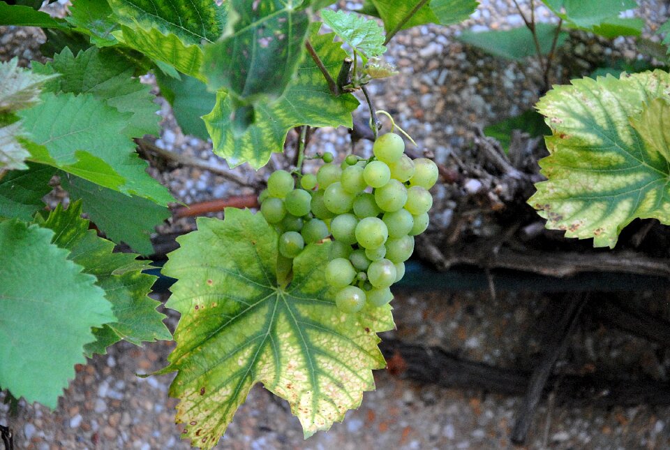 Green grapes green grapes