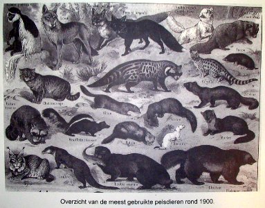 Overzicht van de meest gebruikte pelsdieren rond 1900 (1)