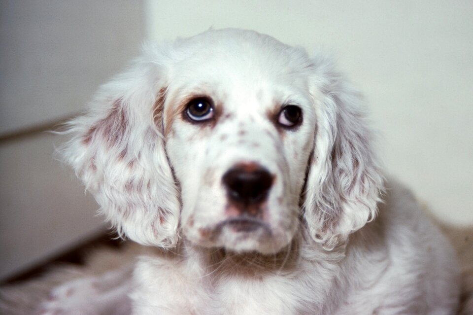 Mammals cute english setter photo