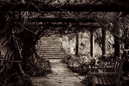 Plants bench steps