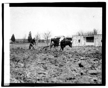 Ox pulling plow LOC npcc.03788
