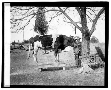 Ox standing under tree LOC npcc.03786