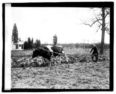 Ox pulling plow LOC npcc.03784