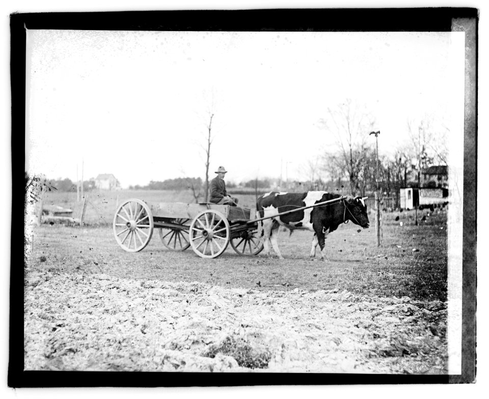 Ox pulling wagon LOC npcc.03785
