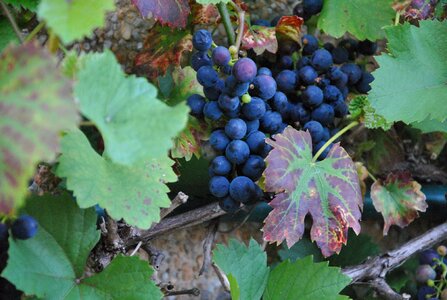 Blue grapes green grapes