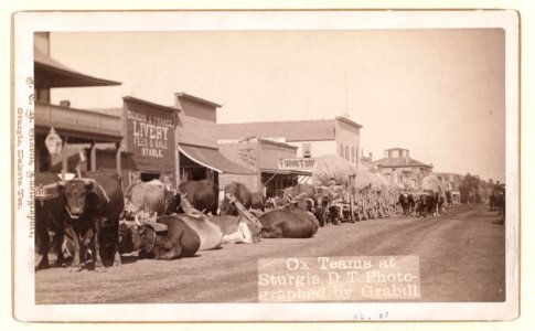 Ox teams at Sturgis, D.T. (i.e. Dakota Territory) LCCN99613785