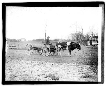 Ox pulling wagon LOC npcc.03785 photo