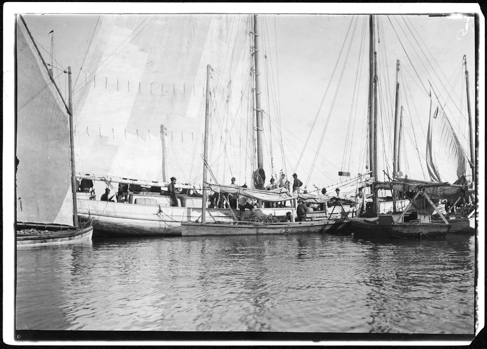Oyster boats loading the barge. Mobile Bay, Ala. - NARA - 523387