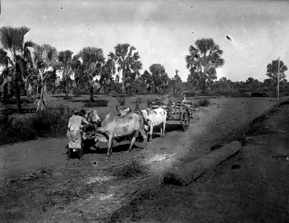 Oxvagnskaravanen på salta palmslätten. S-te Marie de Marovoay. Madagaskar - SMVK - 021959