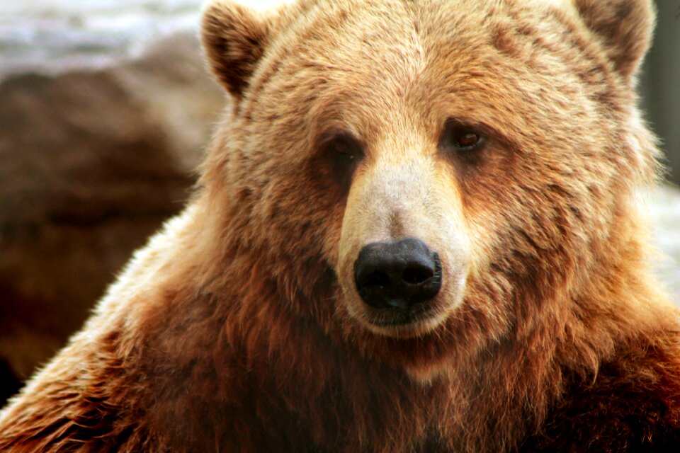 Brown bear zoo quebec