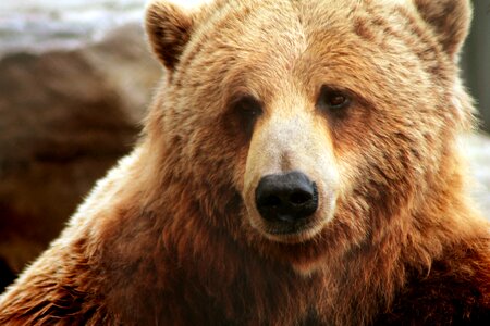 Brown bear zoo quebec