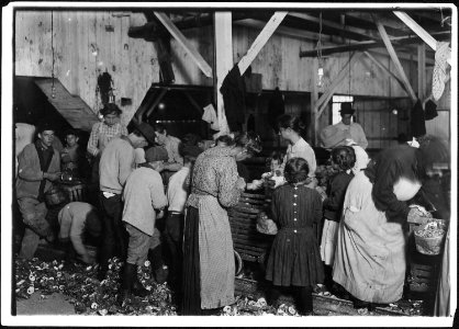 Oyster shuckers at work. Small girls working on right of photo are Gertrude Kron, 5 years old, and Pauline, 8 years... - NARA - 523401