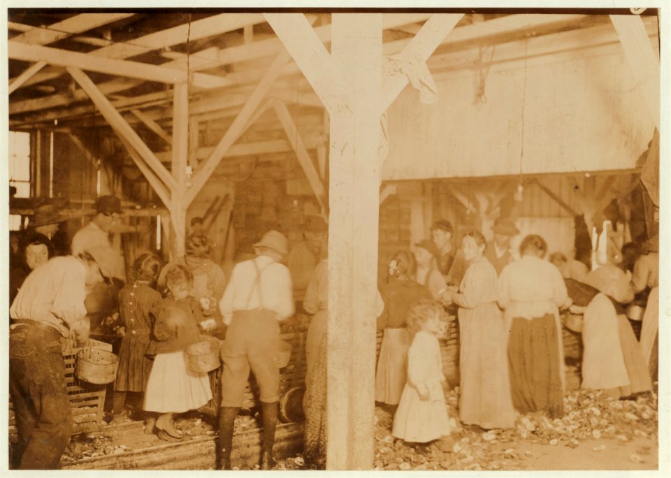 Oyster shuckers at work in Barataria Canning Co. Small girls working on left of photo are Gertrude Kron, five years old, and Pauline --, eight years old, Mildred Kron, three years old, (not LOC cph.3a01057