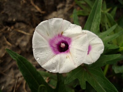 Indigenous botany wild