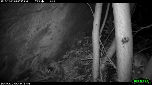 P-19 Visits Kittens at Den (32239080100)