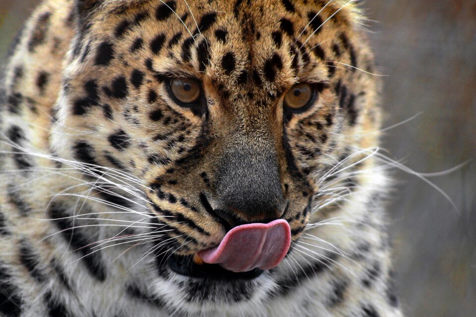 Leopard big cat cat