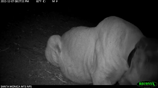 P-22 Feeding (32435243406)
