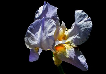 Plant beautiful blue