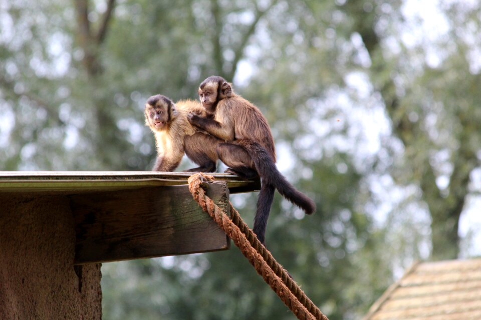 Kapucijnaapjes zoo mammal