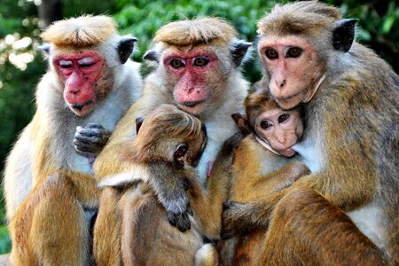 Primate nature baby