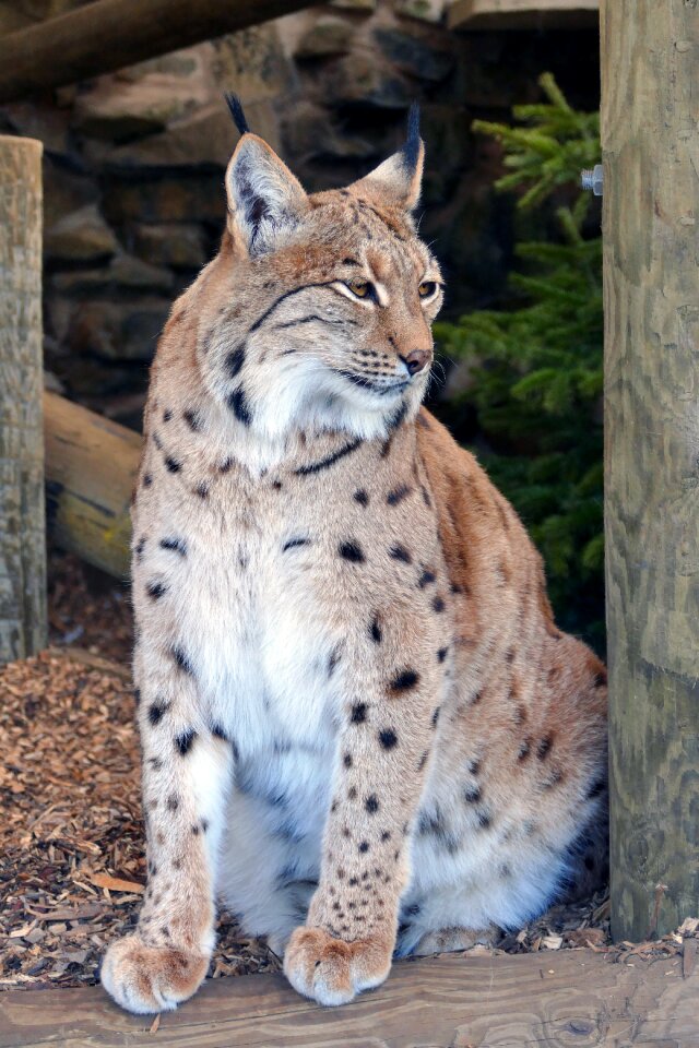 Mammal cat animal