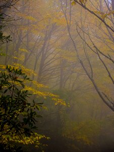 Leaves green yellow photo