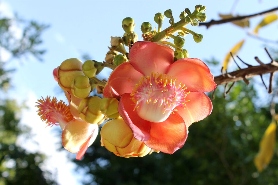 Strand flowers buddha